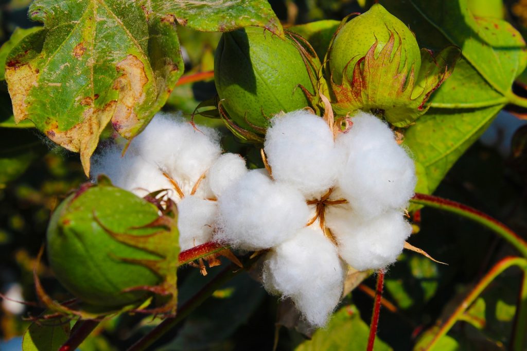 Cotton in the field 
